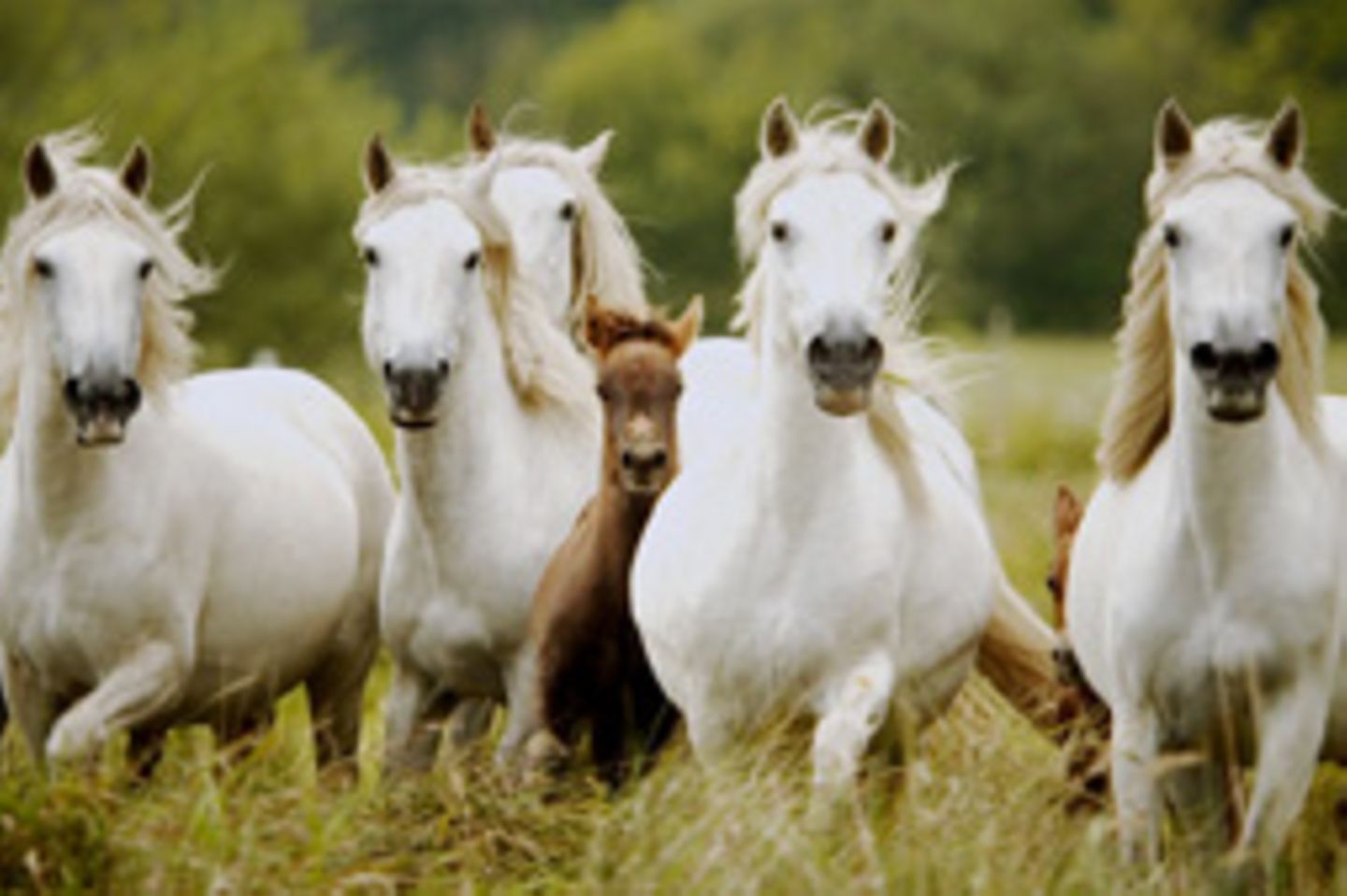 Die Apassionata-Pferde