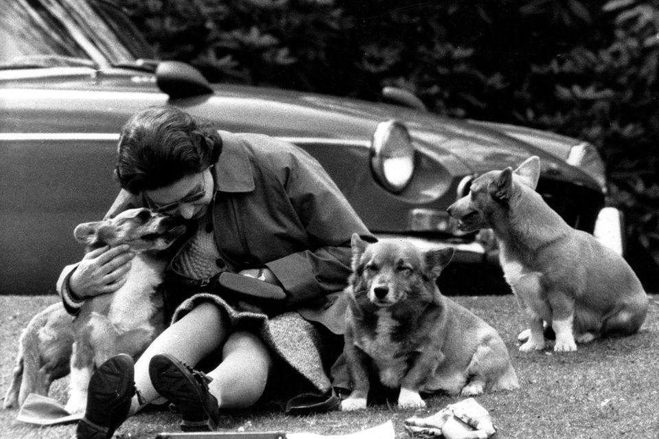 Über 30 Corgis soll Königin Elisabeth II. im Laufe ihres Lebens besessen haben. Hier schmust sie 1973 mit ihrer vierbeinigen R…