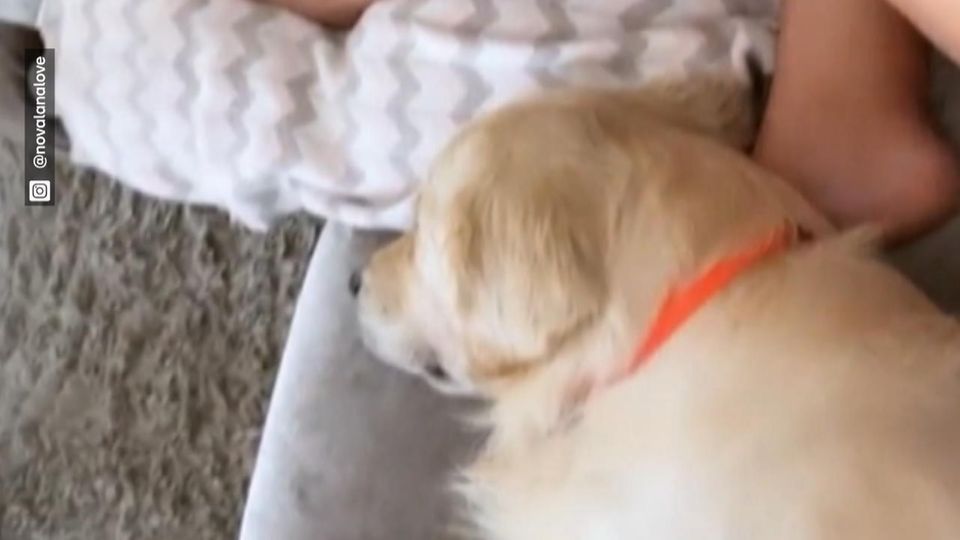 Armer Oreo! Farina Opokus Hund ist eifersüchtig auf das Baby