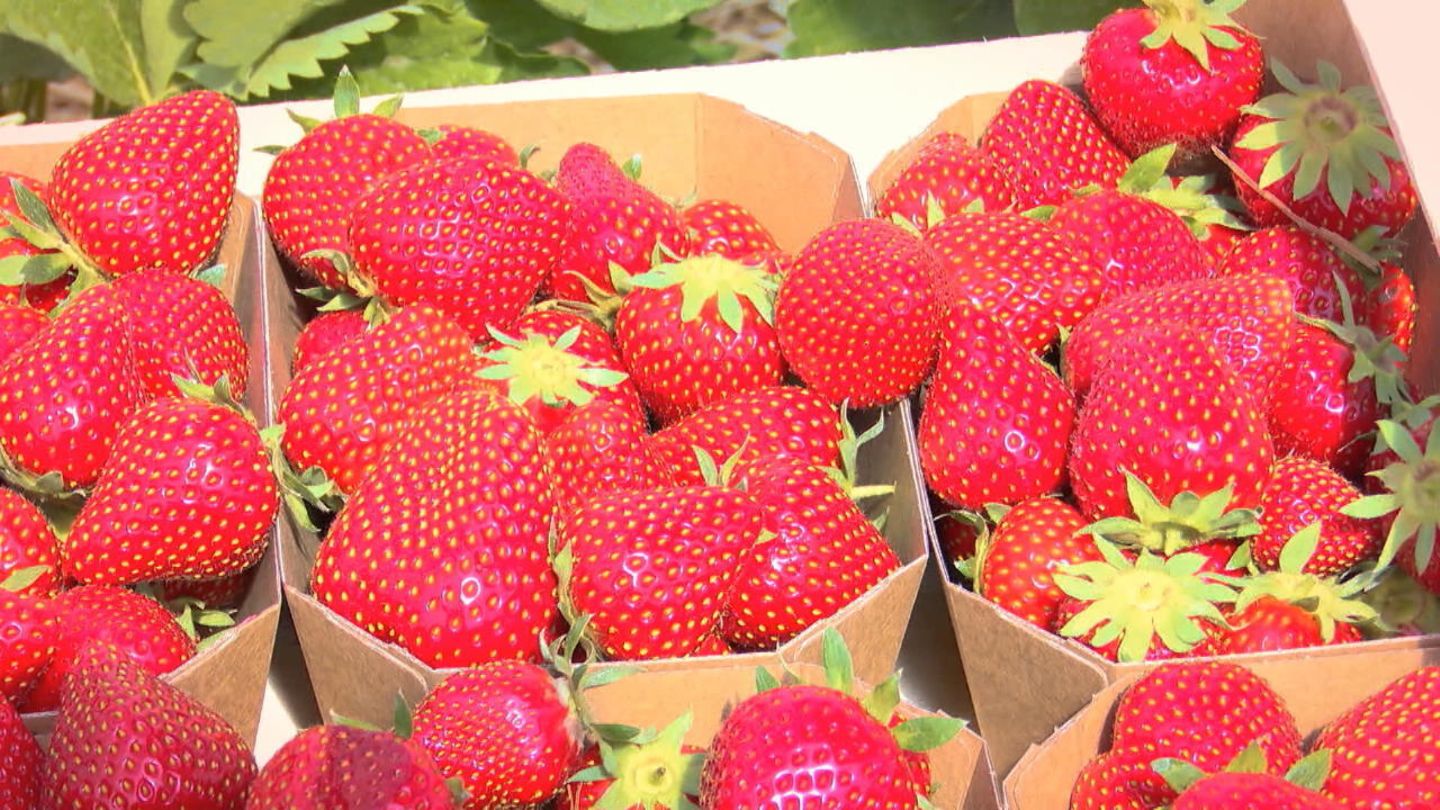 Rotes Früchtchen mit großer Wirkung: DAS passiert im Körper, wenn Sie jeden Tag Erdbeeren essen ...