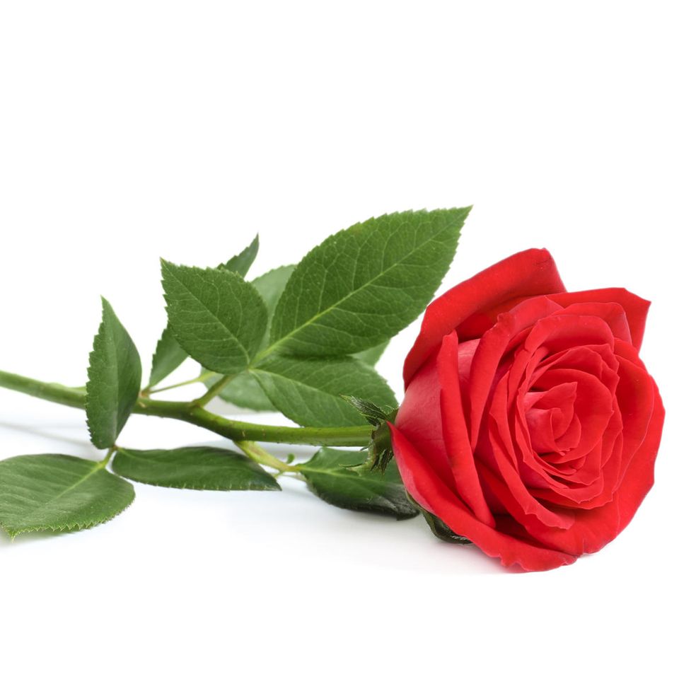 Show: Bachelorette
