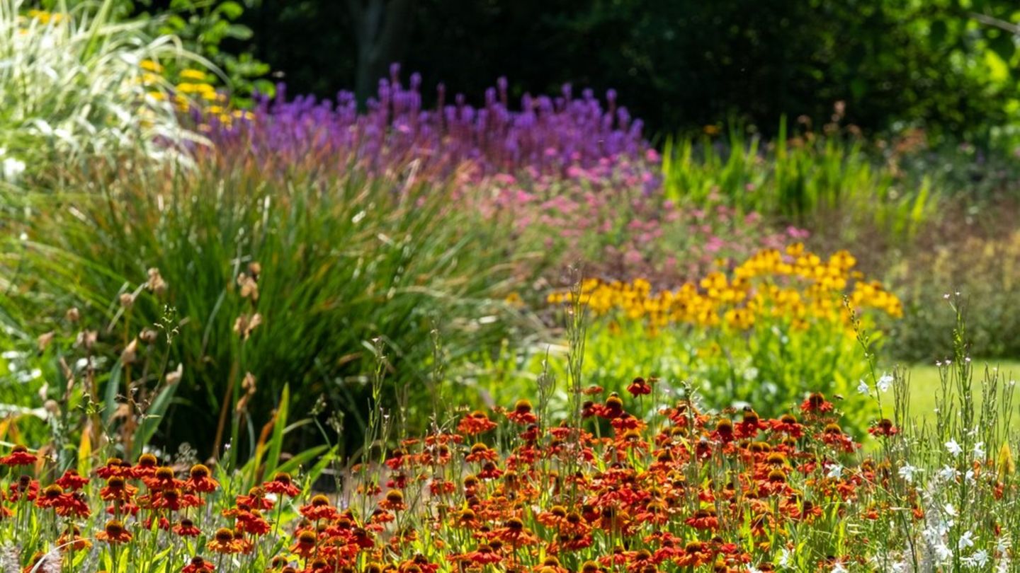Klimawandel Fünf Pflanzen für einen klimafesten Garten