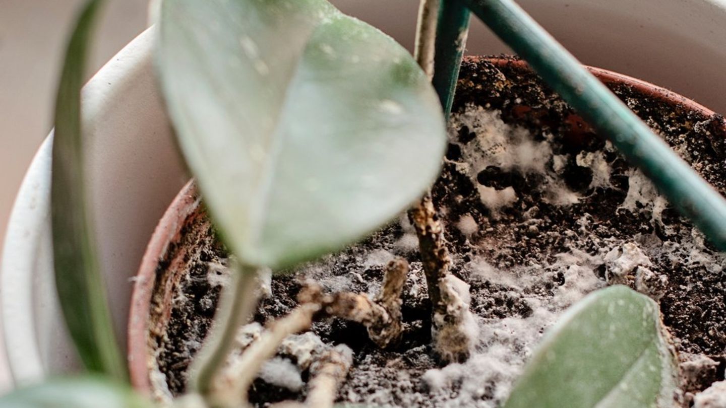 Blumenerde: Das hilft bei weißen Flecken