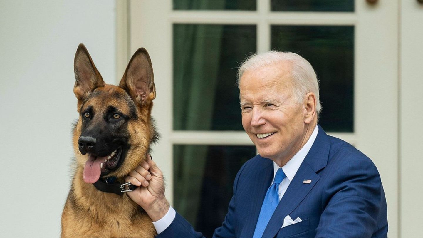 Joe Biden Wieder Rger Um Seinen Bissigen Hund