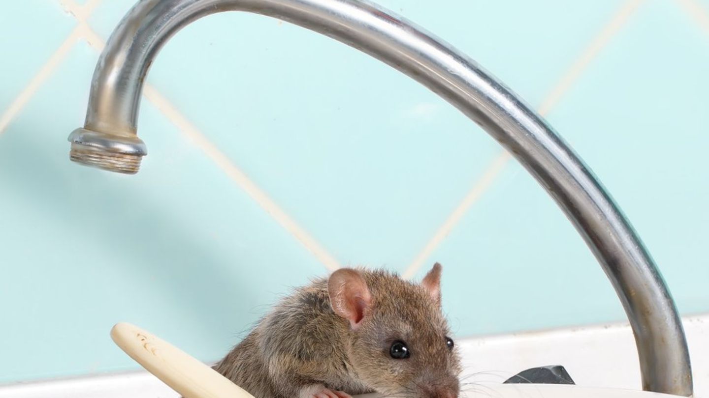 Schädlingsexpertin klärt auf: Ratten und Mäuse richtig bekämpfen