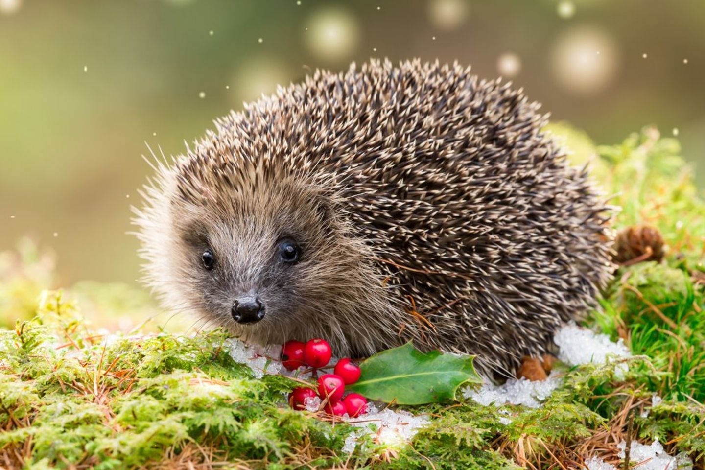 Im Winter So wird der Garten zur IgelOase