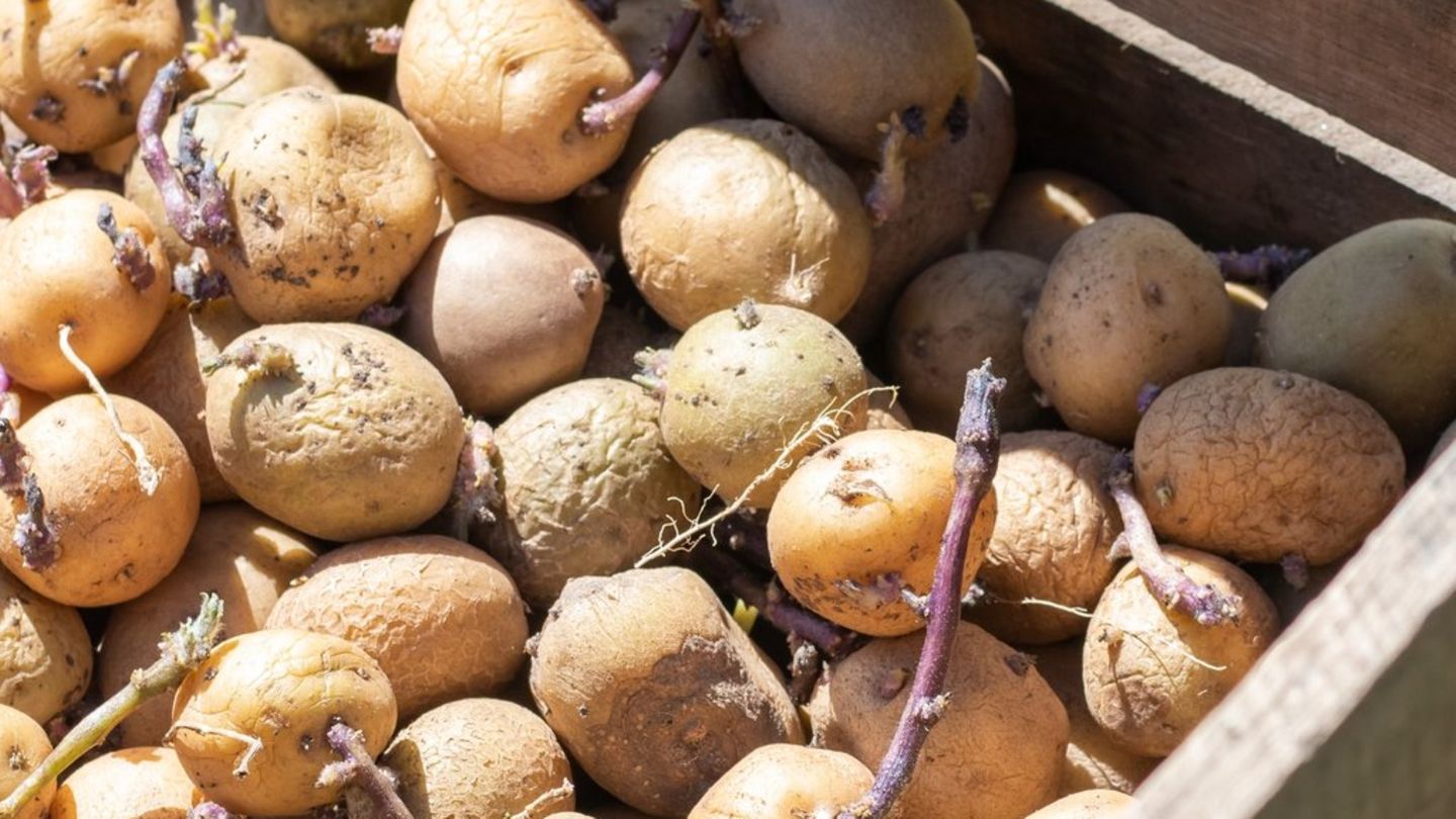 Kartoffeln Kann man keimendes Gemüse noch essen