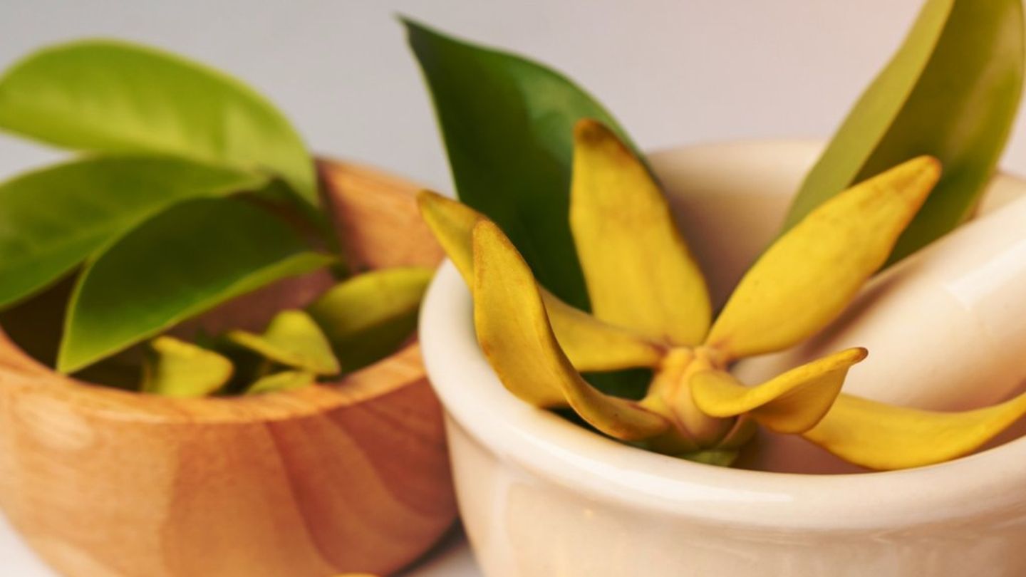 Ashwagandha und Co.: Können Adaptogene Stress wirklich reduzieren? Ein umfassender Test